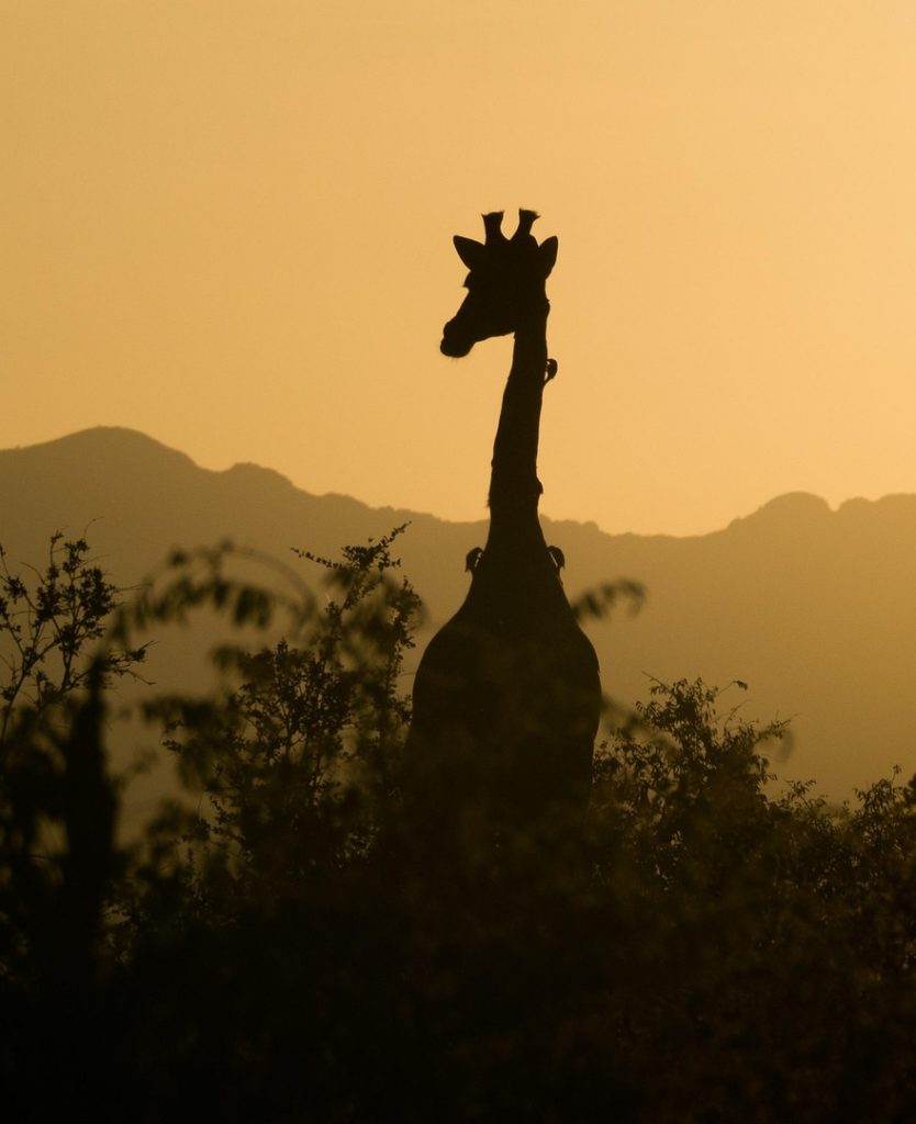 giraffe-2233366_1920